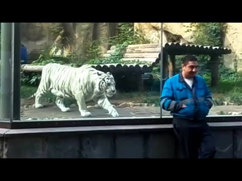 wild giant panda slot demo